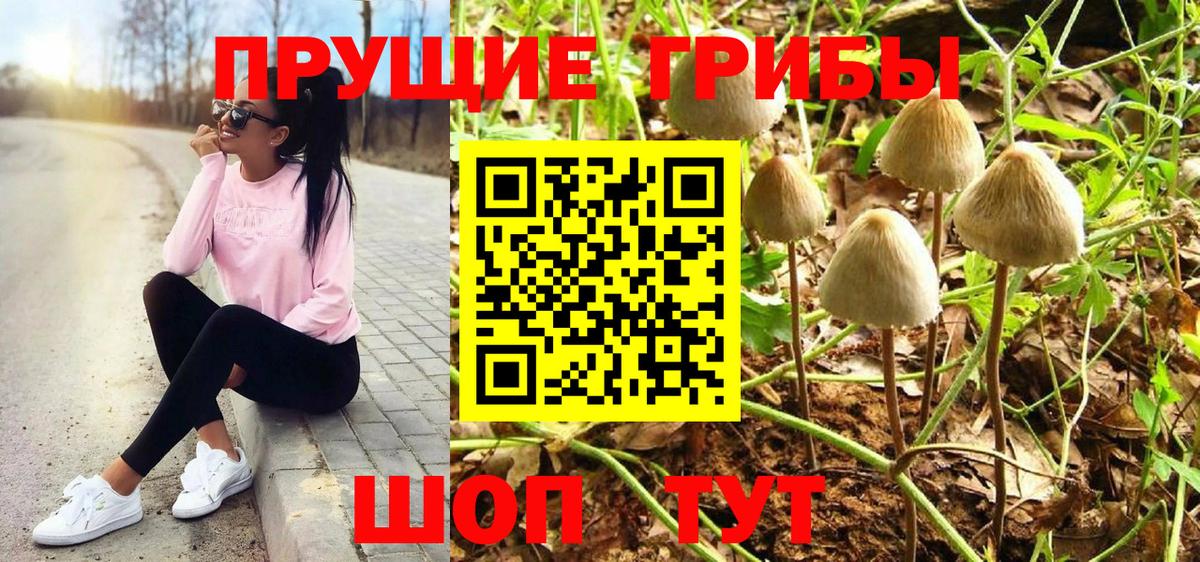 Ачхой-Мартан  как найти   Вход с VPN  Галлюциногенные грибы Cubensis  Псилоцибиновые грибы прущие грибы 